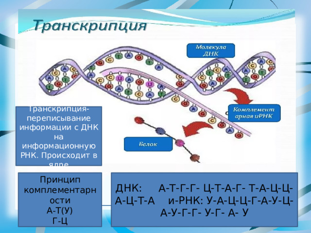 Транскрипция-переписывание информации с ДНК на информационную РНК. Происходит в ядре Принцип комплементарности ДНК: А-Т-Г-Г- Ц-Т-А-Г- Т-А-Ц-Ц-А-Ц-Т-А и-РНК: У-А-Ц-Ц-Г-А-У-Ц-А-У-Г-Г- У-Г- А- У А-Т(У) Г-Ц 