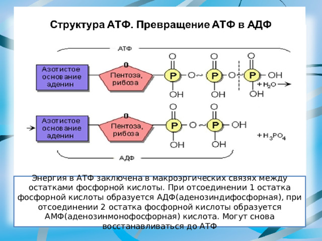 Энергия в АТФ заключена в макроэргических связях между остатками фосфорной кислоты. При отсоединении 1 остатка фосфорной кислоты образуется АДФ(аденозиндифосфорная), при отсоединении 2 остатка фосфорной кислоты образуется АМФ(аденозинмонофосфорная) кислота. Могут снова восстанавливаться до АТФ 
