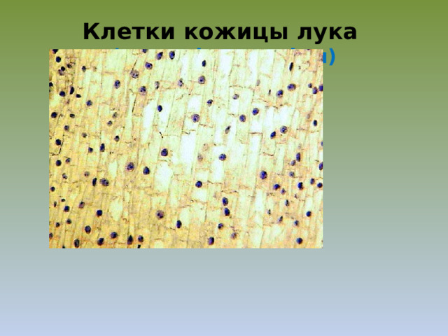 Клетки кожицы лука  (микрофотография)  