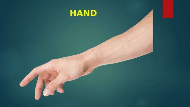 HAND 