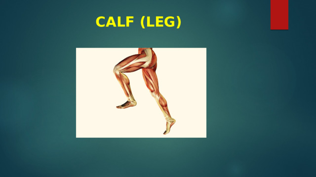 CALF (LEG) 