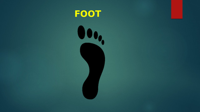 FOOT 