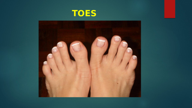 TOES 