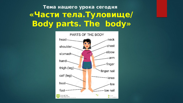 Тема нашего урока сегодня   «Части тела.Туловище/  Body parts. The body» 