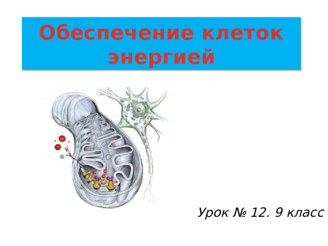 Обеспечивает клетку энергией