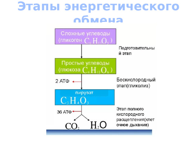 Какие этапы энергетического обмена