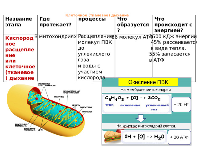 Обеспечивает клетку энергией