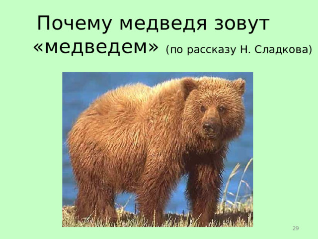 Почему медведя зовут «медведем» (по рассказу Н. Сладкова)  