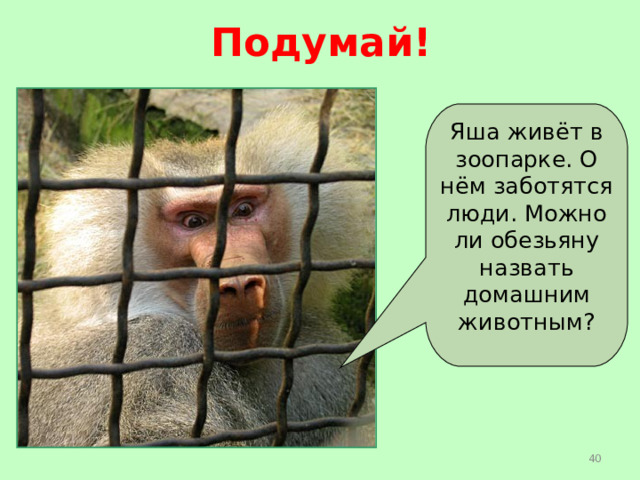 Подумай! Яша живёт в зоопарке. О нём заботятся люди. Можно ли обезьяну назвать домашним животным?  
