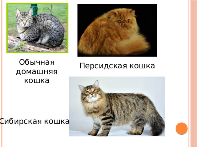 Обычная домашняя кошка Персидская кошка Сибирская кошка 