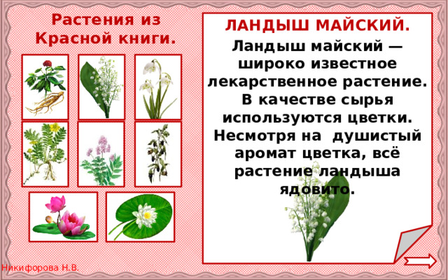 Растения из Красной книги. ЛАНДЫШ МАЙСКИЙ. Ландыш майский — широко известное лекарственное растение. В качестве сырья используются цветки. Несмотря на душистый аромат цветка, всё растение ландыша ядовито. 