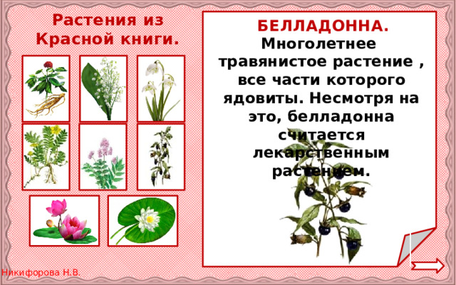 Растения из Красной книги. БЕЛЛАДОННА. Многолетнее травянистое растение , все части которого ядовиты. Несмотря на это, белладонна считается лекарственным растением. 
