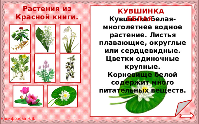 Растения из Красной книги. КУВШИНКА БЕЛАЯ. Кувшинка белая-многолетнее водное растение. Листья плавающие, округлые или сердцевидные. Цветки одиночные крупные. Корневище белой содержит много питательных веществ. 