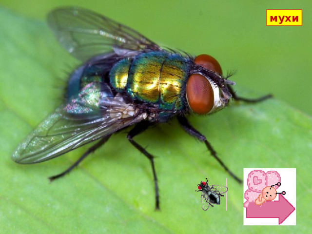 мухи  Эти насекомые могут взлетать без разбега и совершать сложные фигуры высшего пилотажа, ходить и ползать с помощью присосок на лапках по любым поверхностям.  