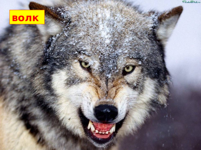 волк У волка прекрасное зрение, тонкий слух, удивительное чутьё.  