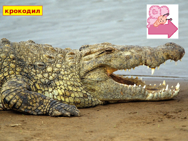 крокодил  Крокодилы – одни из самых древних жителей планеты. Сейчас на земле обитает 21 вид этих огромных рептилий. От своих древних предков они сохранили привязанность к жаркому климату и жизни в воде. Именно поэтому они обитают только в тропических странах. Крокодилы великолепные пловцы и отличные ныряльщики.  