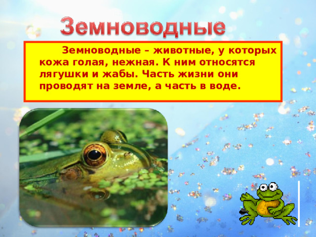  Земноводные – животные, у которых кожа голая, нежная. К ним относятся лягушки и жабы. Часть жизни они проводят на земле, а часть в воде. 