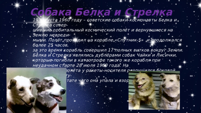 Собака Белка и Стрелка 19 августа 1960 году – советские собаки-космонавты Белка и Стрелка совер- шившие орбитальный космический полёт и вернувшиеся на Землю невреди- мыми. Полёт проходил на корабле «Спутник-5» и продолжался более 25 часов, за это время корабль совершил 17 полных витков вокруг Земли. Белка и Стрелка являлись дублёрами собак Чайки и Лисички, которые погибли в катастрофе такого же корабля при неудачном старте 28 июля 1960 года. На 19-й секунде полёта у ракеты-носителя разрушился боковой блок первой сту- пени, в результате чего она упала и взорвалась.  