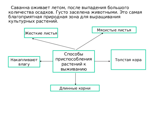  Саванна оживает летом, после выпадения большого количества осадков. Густо заселена животными. Это самая благоприятная природная зона для выращивания культурных растений. Мясистые листья Жесткие листья Толстая кора Способы приспособления растений к выживанию Накапливают влагу Длинные корни 