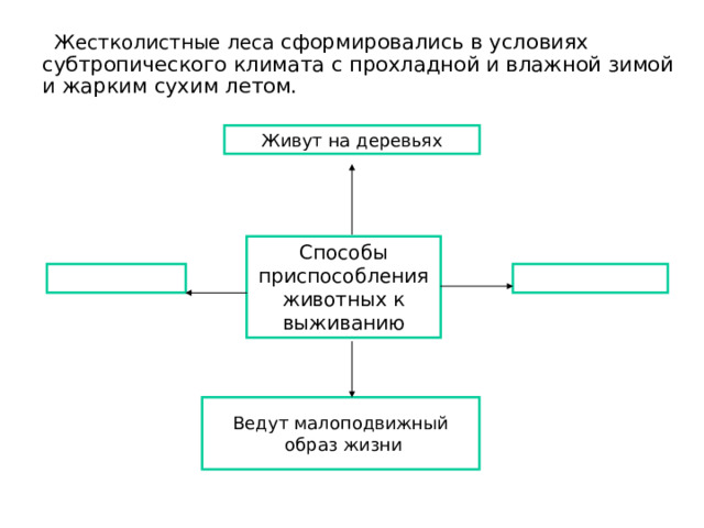  Жестколистные леса сформировались в условиях субтропического климата с прохладной и влажной зимой и жарким сухим летом. Живут на деревьях Способы приспособления животных к выживанию Ведут малоподвижный  образ жизни 