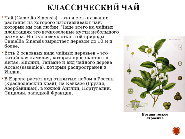 Чай (Camellia Sinensis) – это и есть название растения из которого изготавливают чай, который мы так любим. Чаще всего на чайных плантациях это вечнозеленые кусты небольшого размера. Но в условиях открытой природы Camellia Sinensis вырастает деревом до 10 м и более. Есть 2 основных вида чайных деревьев – это китайская камелия, которая произрастает в Китае, Японии, Тайване и вид чайного дерева Ассам (assamica), который распространен в Индии. В Европе растёт под открытым небом в России (Краснодарский край), на Кавказе (Грузия, Азербайджан), в южной Англии, Португалии, Сицилии, западной Франции. Ботаническое строение 
