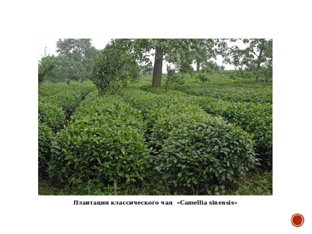 Плантация классического чая  « Camellia sinensis » 