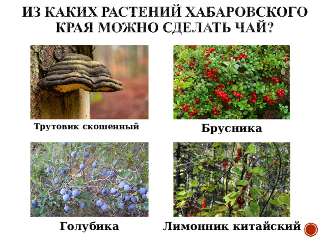 Брусника Трутовик скошенный  Голубика Лимонник китайский 