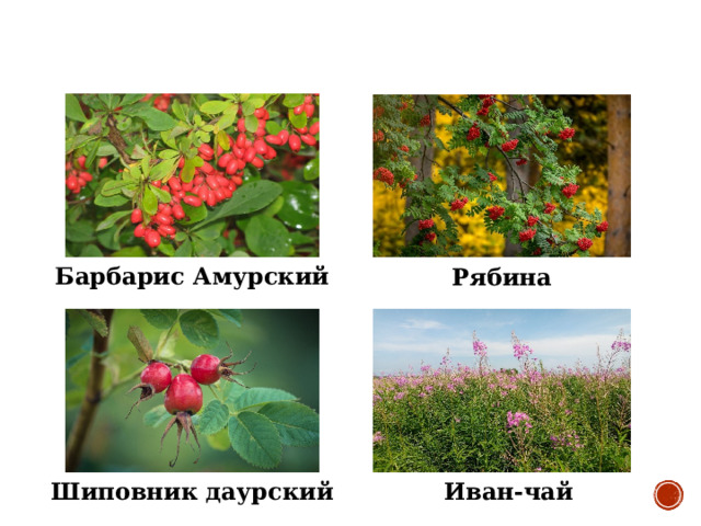 Барбарис Амурский Рябина Шиповник даурский Иван-чай 