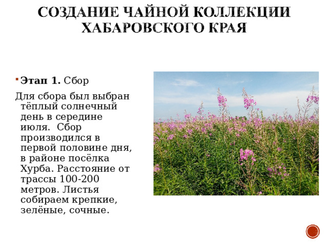 Этап 1 .  Сбор Для сбора был выбран тёплый солнечный день в середине июля. Сбор производился в первой половине дня, в районе посёлка Хурба. Расстояние от трассы 100-200 метров. Листья собираем крепкие, зелёные, сочные. 