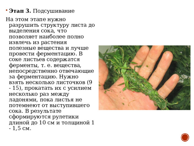 Этап 3 .  Подсушивание На этом этапе нужно разрушить структуру листа до выделения сока, что позволяет наиболее полно извлечь из растения полезные вещества и лучше провести ферментацию. В соке листьев содержатся ферменты, т. е. вещества, непосредственно отвечающие за ферментацию. Нужно взять несколько листочков (9 - 15), прокатать их с усилием несколько раз между ладонями, пока листья не потемнеют от выступившего сока. В результате сформируются рулетики длиной до 10 см и толщиной 1 - 1,5 см. 