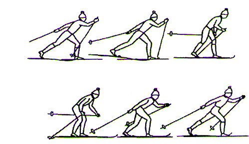Имитация техники попеременно двухшажного хода. Попеременный двухшажный ход техника. Поперечный двухшажный ход на лыжах. Переменный двухшажный ход техника. Попеременно двухшажный ход на лыжах техника.
