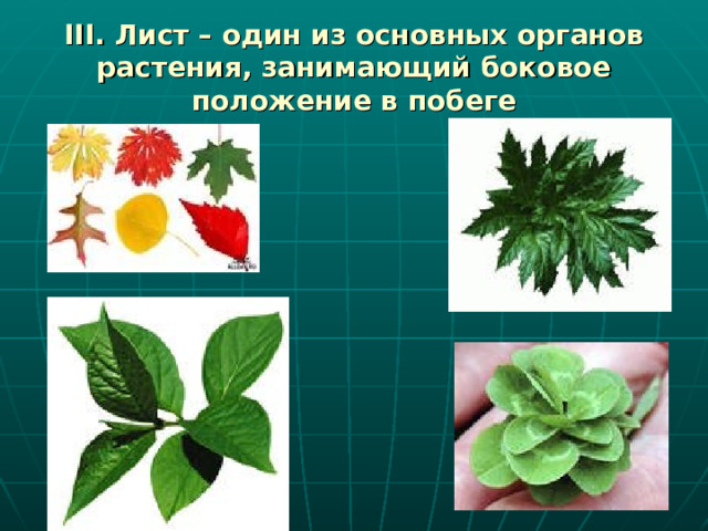 III. Лист – один из основных органов растения, занимающий боковое положение в побеге 