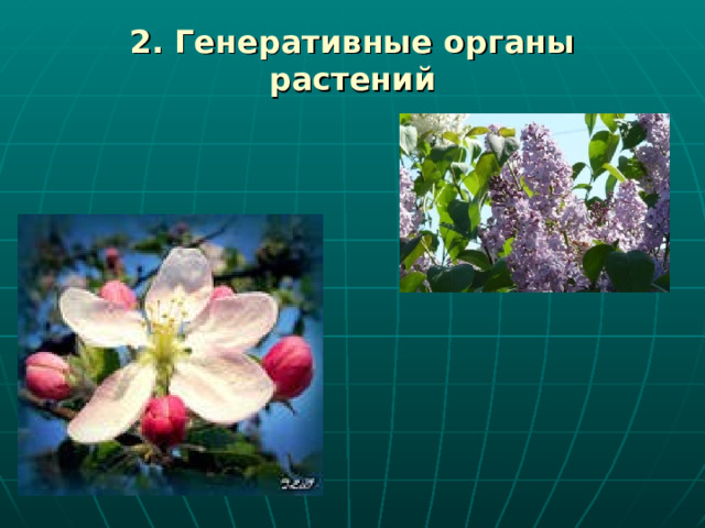 2. Генеративные органы растений 