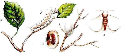 Шелкопряд развитие. Стадии развития тутового шелкопряда. Тутовый шелкопряд Тип ротового аппарата. Шелкопряд фазы развития.