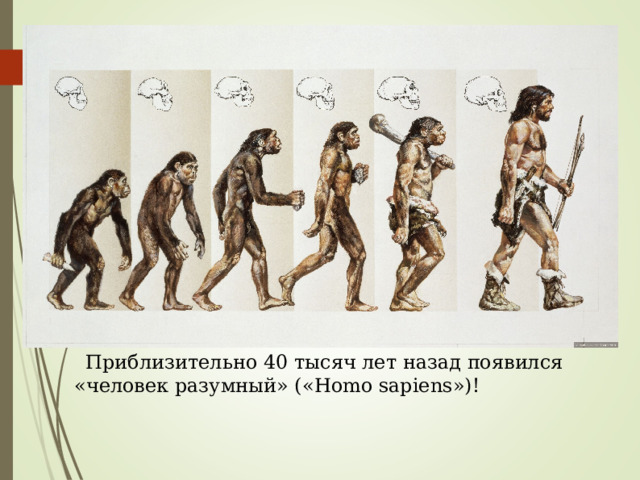 Приблизительно 40 тысяч лет назад появился «человек разумный» (« Homo sapiens »)! 