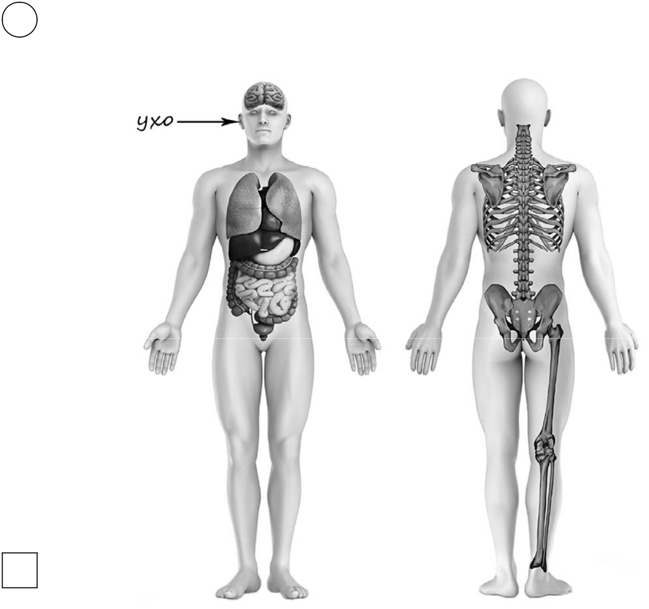 Кости позвоночника бедро и печень. Строение тела. Тело человека. Рассмотрим изображение человека покажи стрелками. Изображение человека ВПР.