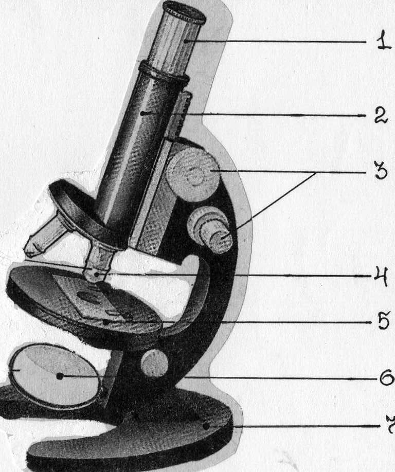 Рисунок микроскопа 5 класс. Строение микроскопа 5 кл био. Строение микроскопа 5. Биология 5 кл строение микроскопа. Световой микроскоп 5 класс.