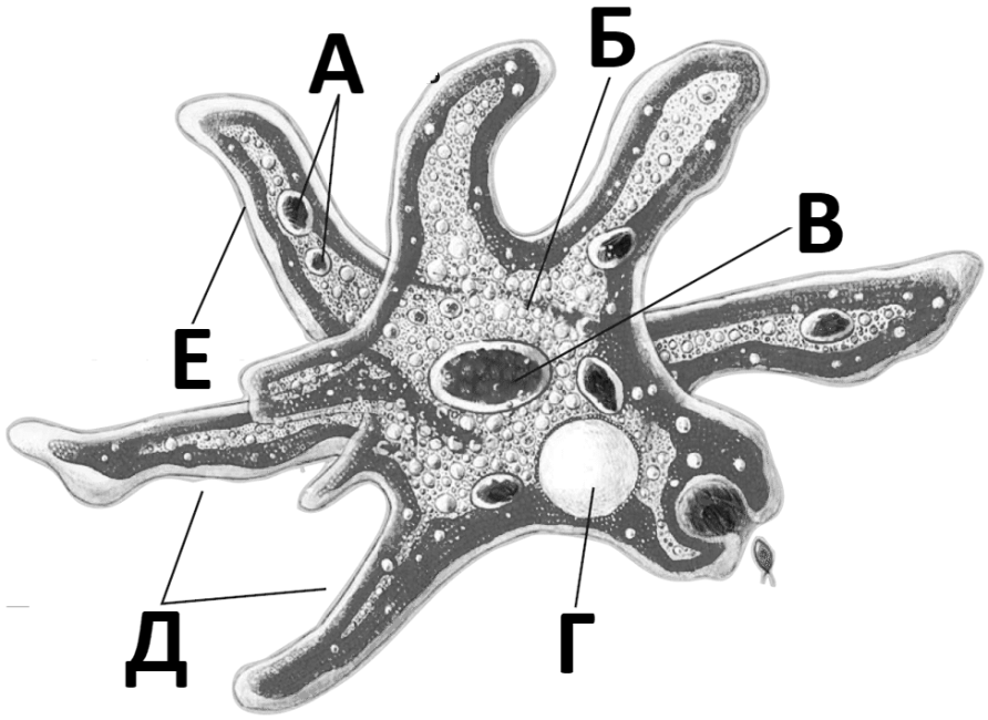 На рисунке изображен процесс в ходе которого псевдоподии клетки