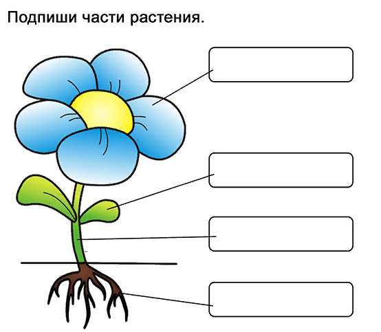 Части растения 1 класс схема