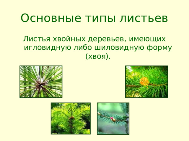 Характерны видоизмененные листья хвоинки. Имеют видоизменённые листья — хвоинки. Специализированные листья это Хвоинка или злаки.