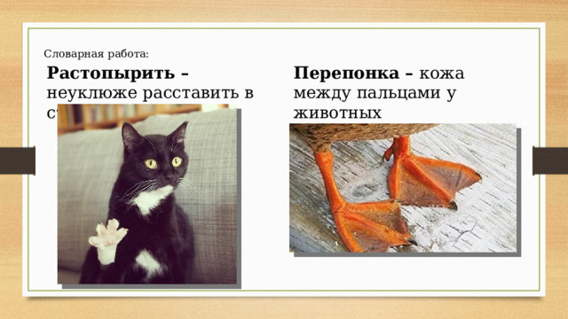 Словарная работа: Растопырить – неуклюже расставить в стороны. Перепонка – кожа между пальцами у животных 