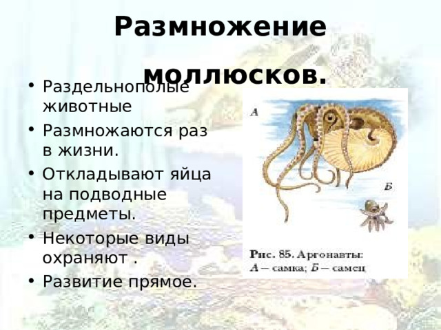 Размножение моллюсков. Раздельнополые животные Размножаются раз в жизни. Откладывают яйца на подводные предметы. Некоторые виды охраняют . Развитие прямое.  