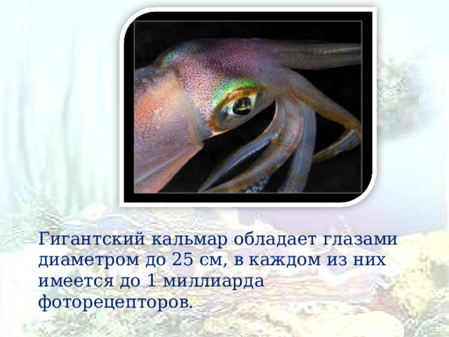 Гигантский кальмар обладает глазами диаметром до 25 см, в каждом из них имеется до 1 миллиарда фоторецепторов. 
