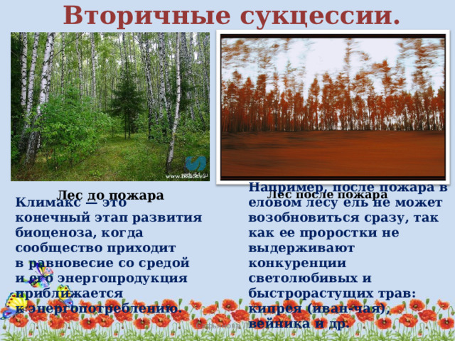 чем обусловлена смена биогеоценозов. Смотреть фото чем обусловлена смена биогеоценозов. Смотреть картинку чем обусловлена смена биогеоценозов. Картинка про чем обусловлена смена биогеоценозов. Фото чем обусловлена смена биогеоценозов