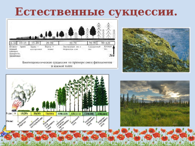 чем обусловлена смена биогеоценозов. Смотреть фото чем обусловлена смена биогеоценозов. Смотреть картинку чем обусловлена смена биогеоценозов. Картинка про чем обусловлена смена биогеоценозов. Фото чем обусловлена смена биогеоценозов