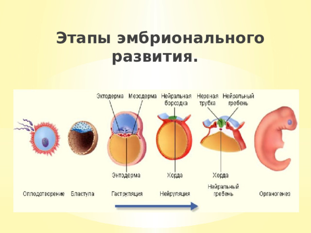 Схема развития онтогенеза