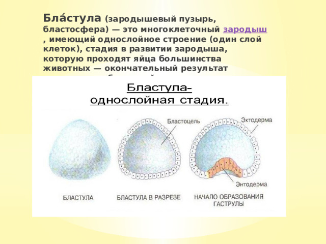 Бла́стула (зародышевый пузырь, бластосфера) — это многоклеточный зародыш , имеющий однослойное строение (один слой клеток), стадия в развитии зародыша, которую проходят яйца большинства животных — окончательный результат процесса дробления яйца. 