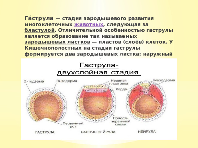 Га́струла — стадия зародышевого развития многоклеточных животных , следующая за бластулой . Отличительной особенностью гаструлы является образование так называемых зародышевых листков — пластов (слоёв) клеток. У Кишечнополостных на стадии гаструлы формируется два зародышевых листка: наружный — эктодерма и внутренний — энтодерма . 