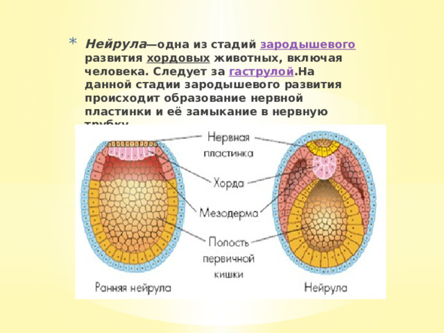 Нейрула —одна из стадий зародышевого развития хордовых животных, включая человека. Следует за гаструлой .На данной стадии зародышевого развития происходит образование нервной пластинки и её замыкание в нервную трубку.   