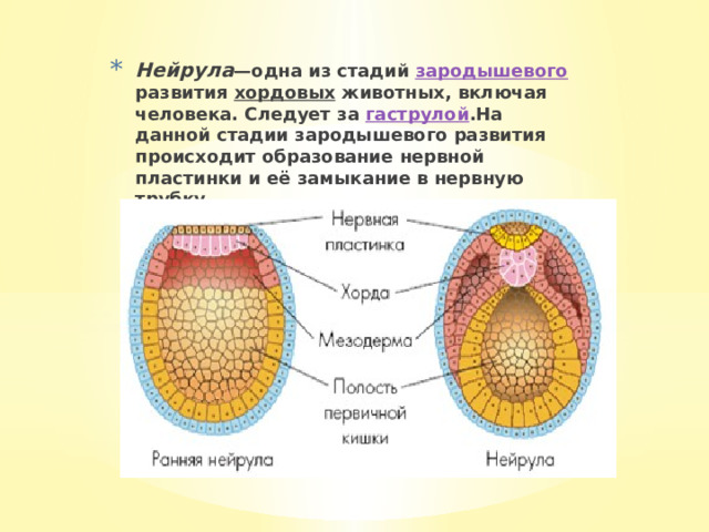 Рисунок нейрулы с подписями